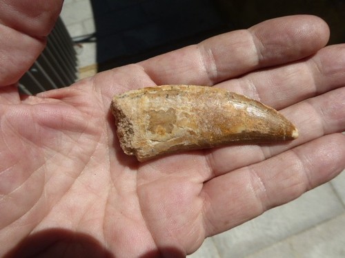 Dent fossilisee - dent, de