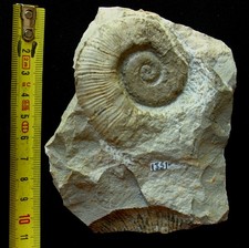Ammonite de l'Hauterivien 