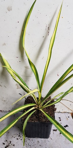 Yucca flaccida golden sword - yucca, 'golden