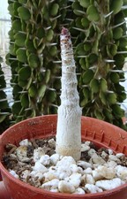 ADENIUM DHOFARENSE   caudex euphorbe jatropha dioscorea adenia succulente cactus