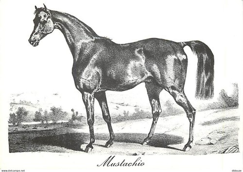 Carte postale animaux - carte,
