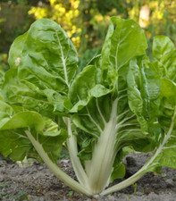 50 Graines Blettes / Bettes /