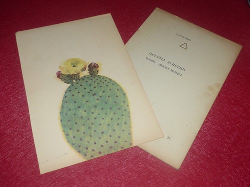 Botanical rock plants - rock, cactus