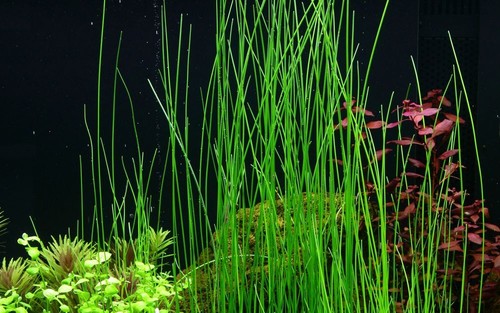 Plante aquarium eleocharis - plante,