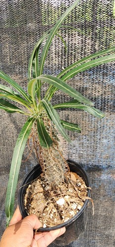 Rare - rare, (pachypodium
