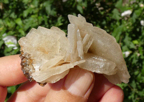 Baryte miel voltennes 6x3cm - miel, de