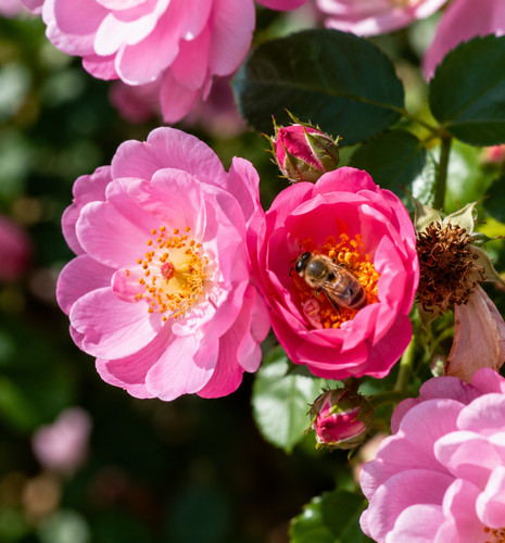 Rosa rubiginosa 250 - rosa, rubiginosa,
