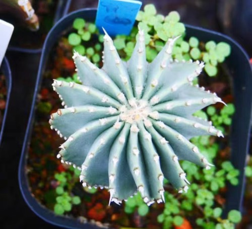 Rare plant cacti - plant,