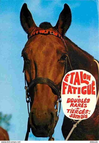 Postcard animals horses - animals,