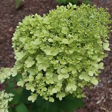 Citron Vert Hortensia (Hydrangea paniculata) 2L - Très belles fleurs