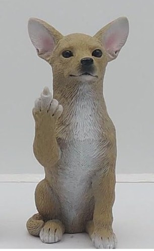 Chihuahua raising middle - chihuahua,