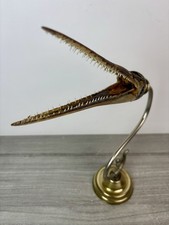 cabinet de curiosité Taxidermie