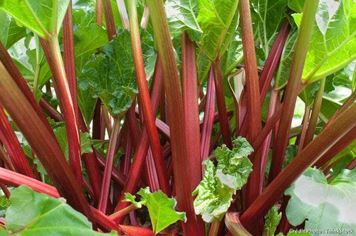 Graines rhubarbe - 20,