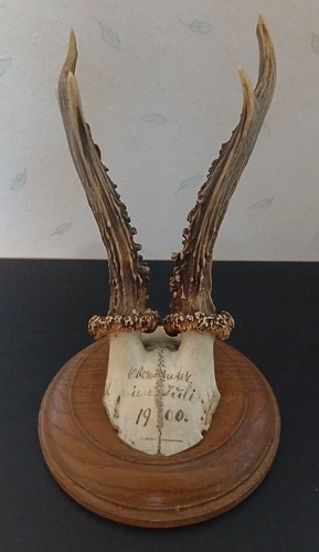Trophée chasse cornes bois - chasse,