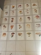 Champignon   Superbe Lot  25