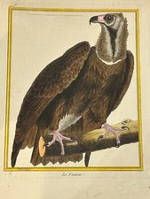 Oiseaux Rapace  "Le Vautour"