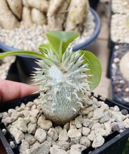 Pachypodium Enigmaticum -