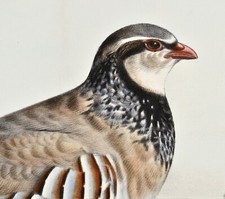 Travies Red Partridge La Perdrix Rouge 1852 Orig Litho Souvenier de Chasses