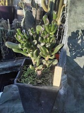 Cactus, plantes grasses : crassula ovata gollum, jeune plan 5/6 cm