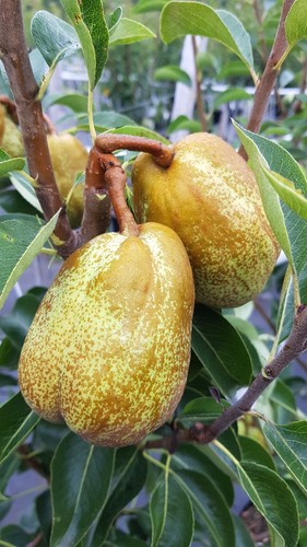 Pyrus communis william - communis, /