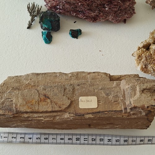 Bois fossile plante marron