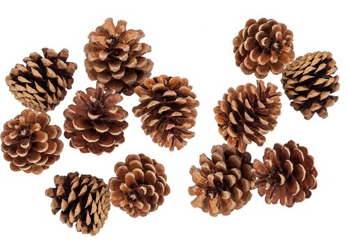 Lot pommes de pins pour - lot,