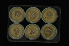 Lot de 6 Balanciers Complets avec Spiral  et plateau marque TE S 73A