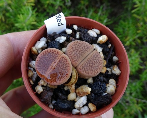 Lithops hookeri marginata - lithops,