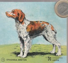 C44ani. Animaux. Chien. CANINA. EPAGNEUL BRETON. Vignette N° 15