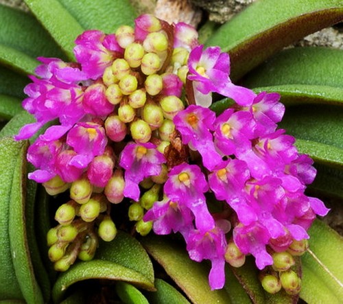 Schoenorchis fragrans - 🌸, –