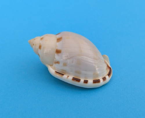 Casmaria ponderosa mm - ponderosa, 43,8