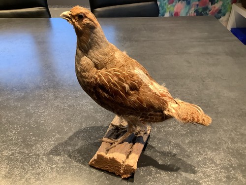 Taxidermie oiseaux perdrix - oiseaux,