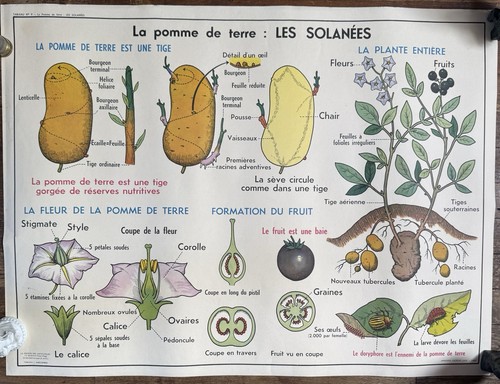 Affiche scolaire vintage - affiche,