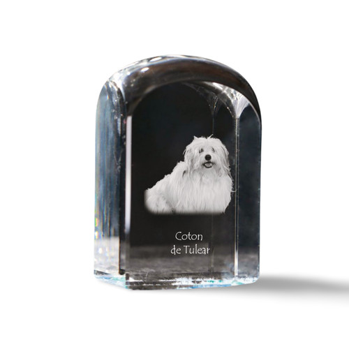 Coton tulear chien en - coton, tulear,