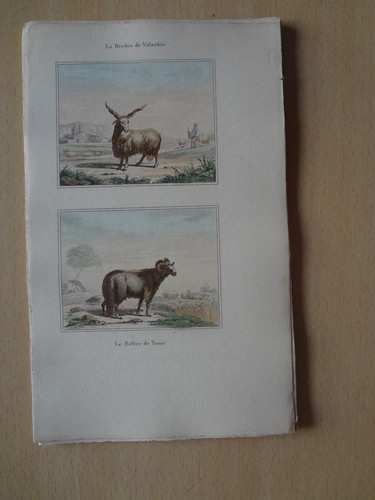 Gravure animal brebis de - gravure,