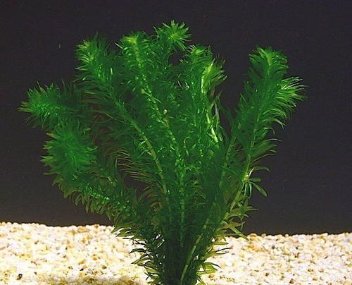 Elodee egeria densa - elodee,