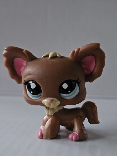 Chihuahua dog 1623 - chihuahua,