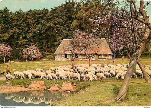 Carte postale animaux - carte,