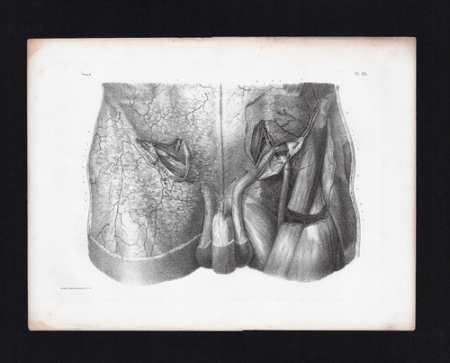 Planche anatomie bourgery - anatomie,