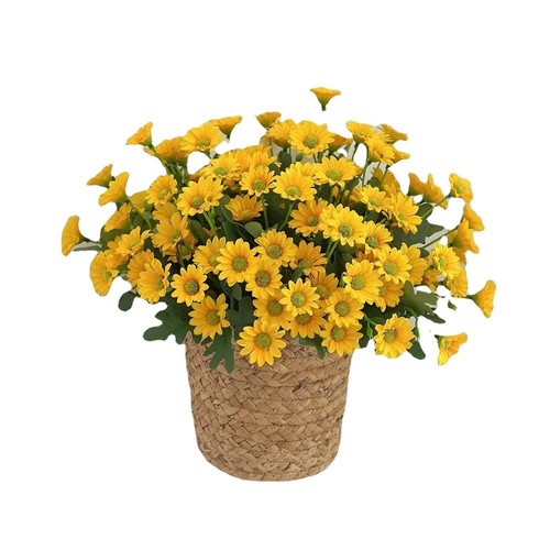 Bouquet fleurs marguerites - bouquet, de