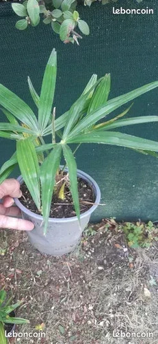 Palmier trachycarpus winsan - palmier,