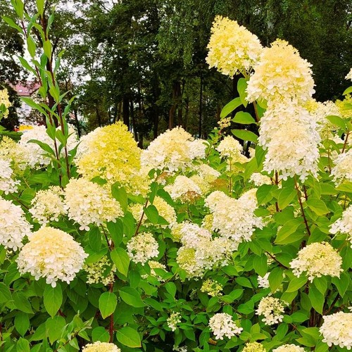 Hortensia jaune crème - , 2l