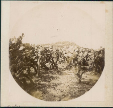 Cactus Hedges, Vintage citrate print Vintage citrate print, mounted & with leg