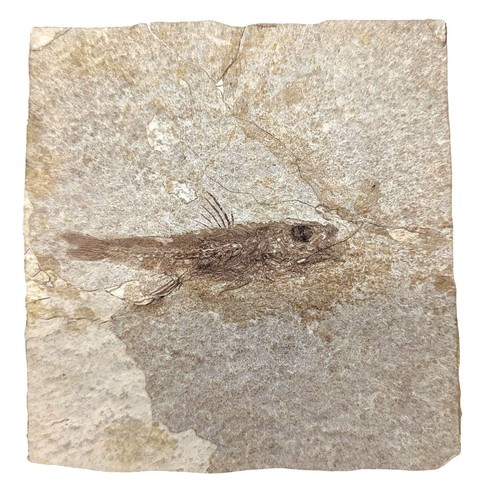 Pierre fossile poisson - pierre,