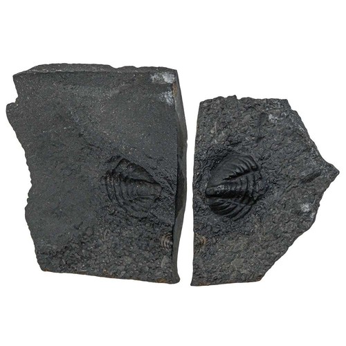 Plaque fossile avec pygidium