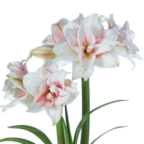Elvas amaryllis bulb nice - elvas,