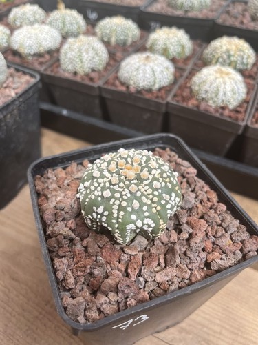 Cactus astrophytum asterias - cactus,