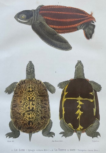 Zoologie luth tortue boîte - luth,