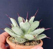 Agave Potatorum Midget  "Kichiokan" Dwarf Compact. Cactus Caudex Succulente