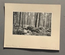 PHOTO carton FORET DE SOIGNES